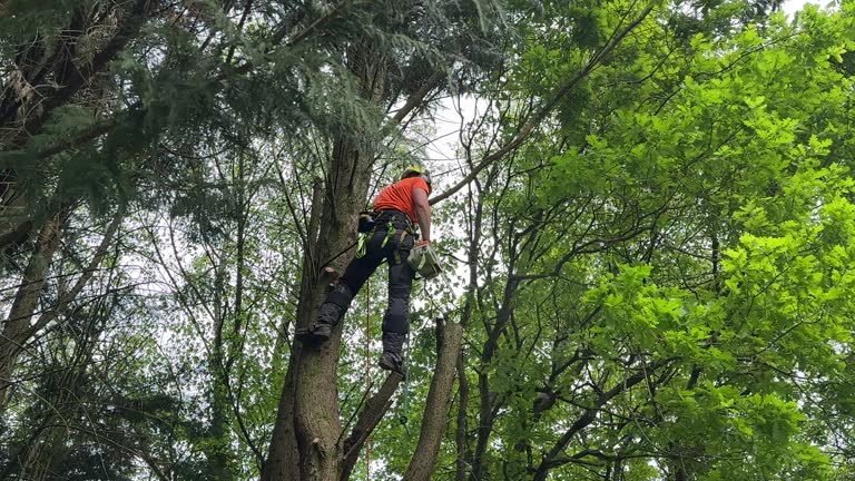 Osceola, IA Tree Care Services Company